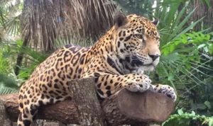 Jaguar resting on the trunk of the wood