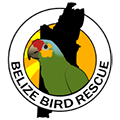 Belize Bird Rescue