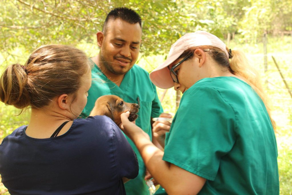 Ruben assists students give vitamins to puppy