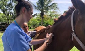 horse gets injection from the vet doctor