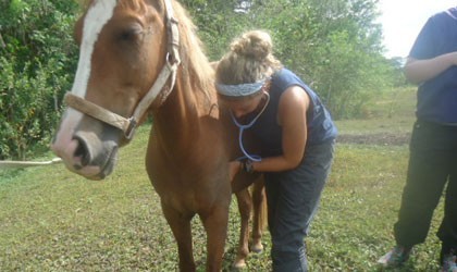 Vet doctor check on the horse