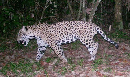 Jaguar captured by a surveillance camera
