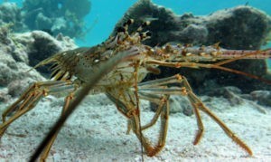 Tropical Marine Ecology C E L A Belize Study Abroad In Tropical Belize Tropical Marine Ecology C E L A Belize Study Abroad In Tropical Belize