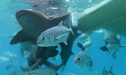shark and fishes under water