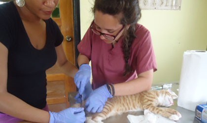 Vet doctor spayed a cat